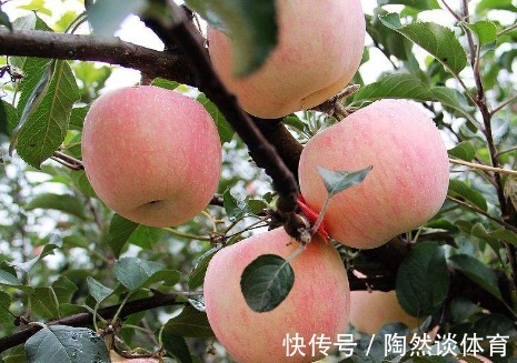 健康|“晚上吃苹果”,对健康是利是弊?很多人不清楚,不妨一起了解下