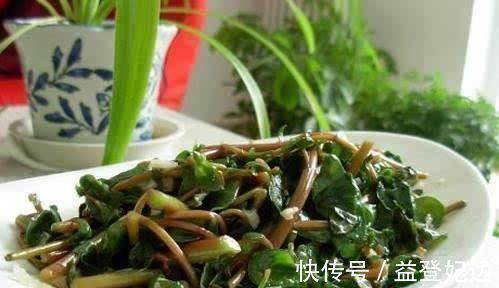 抗生素|马齿苋被称为“抗生素”,可应该用根还是叶子营养师别吃错