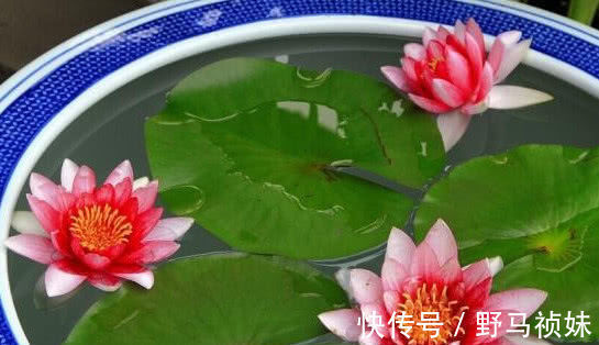 阳台上|喜欢养花,就养这4种花,越晒开花越旺,花市都抢着买
