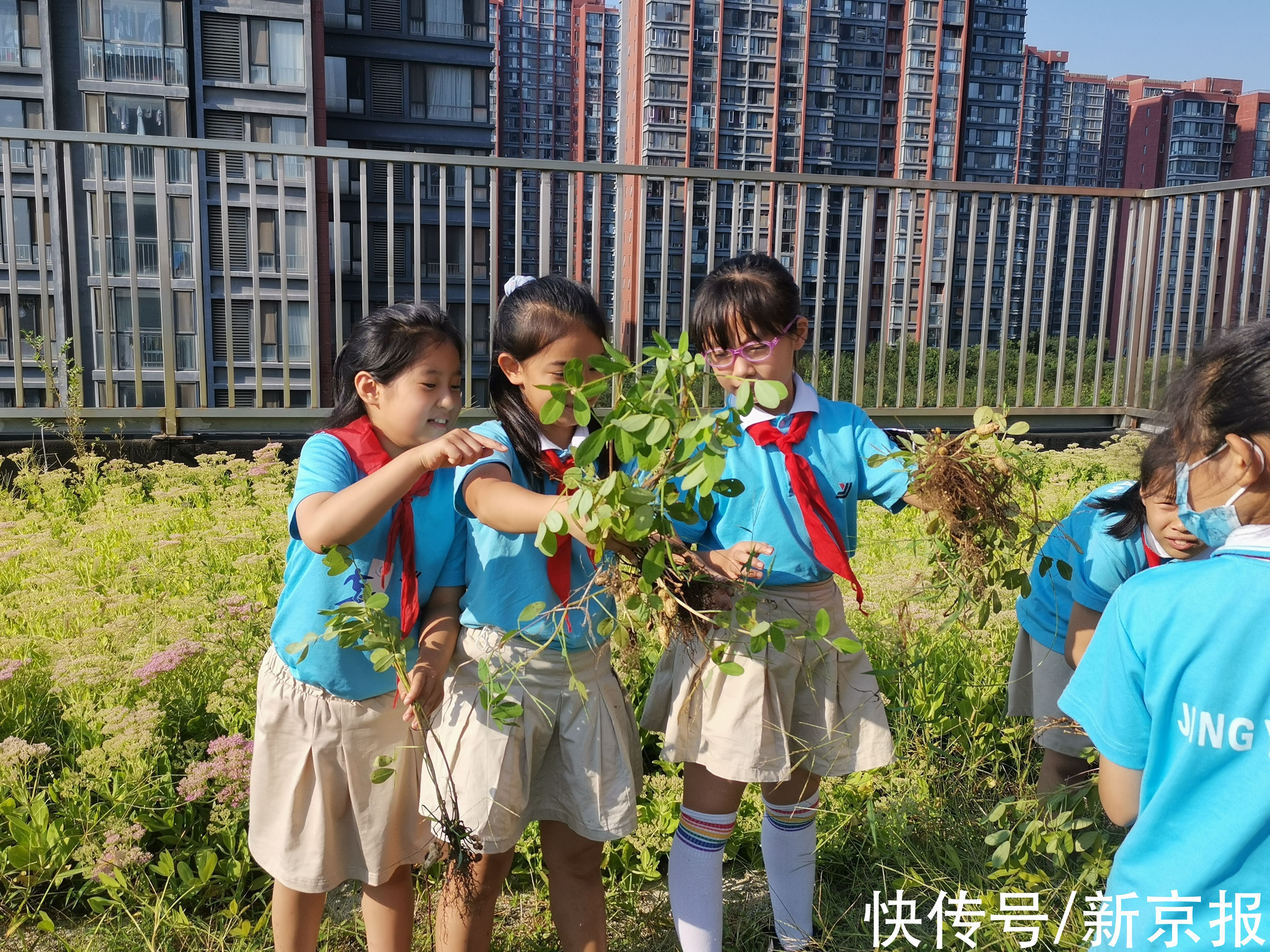 老师们|摘花生、采紫苏，开学日京源学校课后服务让学生感受劳动快乐