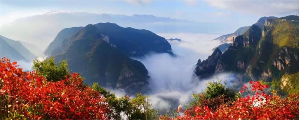  摄影王忠虎|红叶红遍山，巫山等你来！