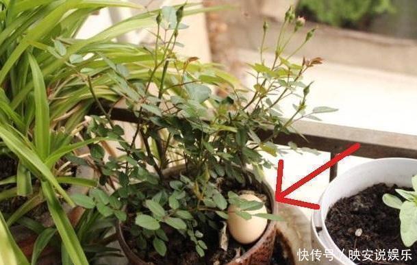 一个鸡蛋扔进一盆花一整年，全年不施肥还开花不断，怎样做到的