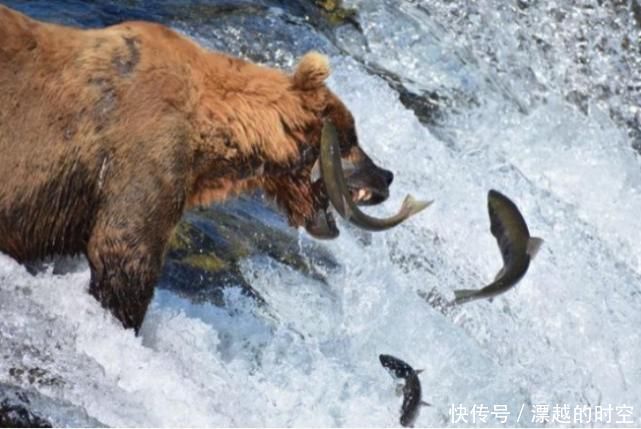 三文鱼|三文鱼也是进口的中国地大物博,为何还要进口