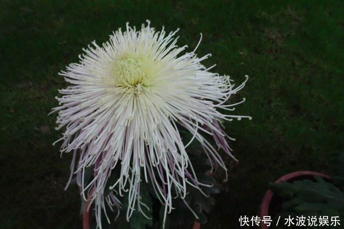 浇水|喜欢菊花,不如养盆“菊中珍品”十丈垂帘,形似高山流水,美极了