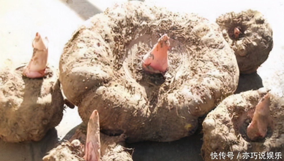 魔芋|女性不愿老太快,推荐常吃三种食物,清肝排毒,延年益寿
