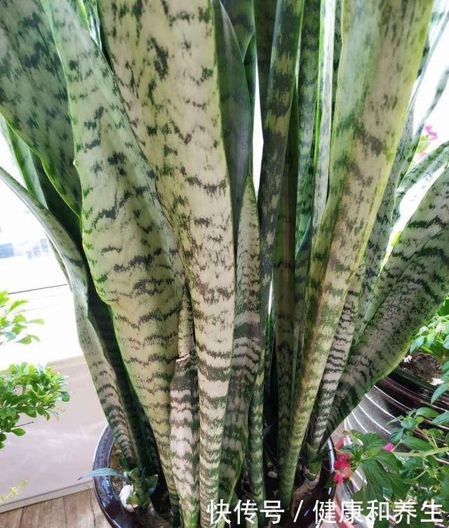 4种花就得种小花盆里,盆越大、越挤,花才能长得好!