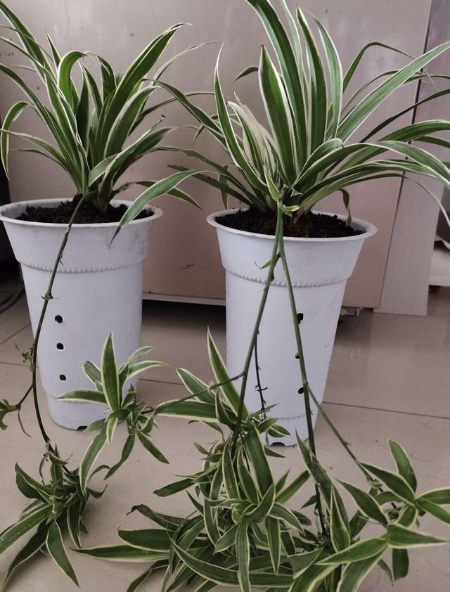 谁说吊兰只能吊着养,打破常规,养出独特优美的精致吊兰