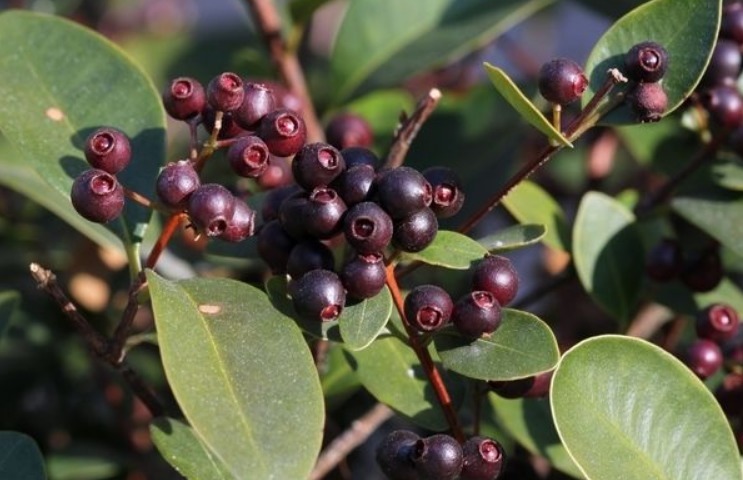 入药|立秋后,咳嗽不断,莫慌!此果当零食吃几颗,止咳平喘,早食早好