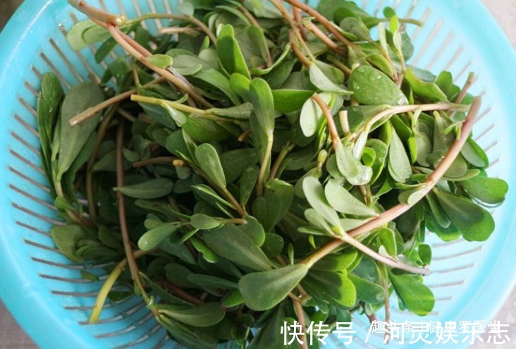 黑发|马齿笕加白酒泡一泡,白发变黑发,白发没了秃发没了,早知早受益