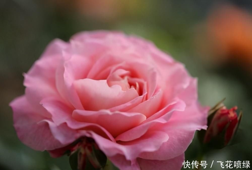 世界名花“海神王阳台月季”,阳台养一盆就够了,四季能开花