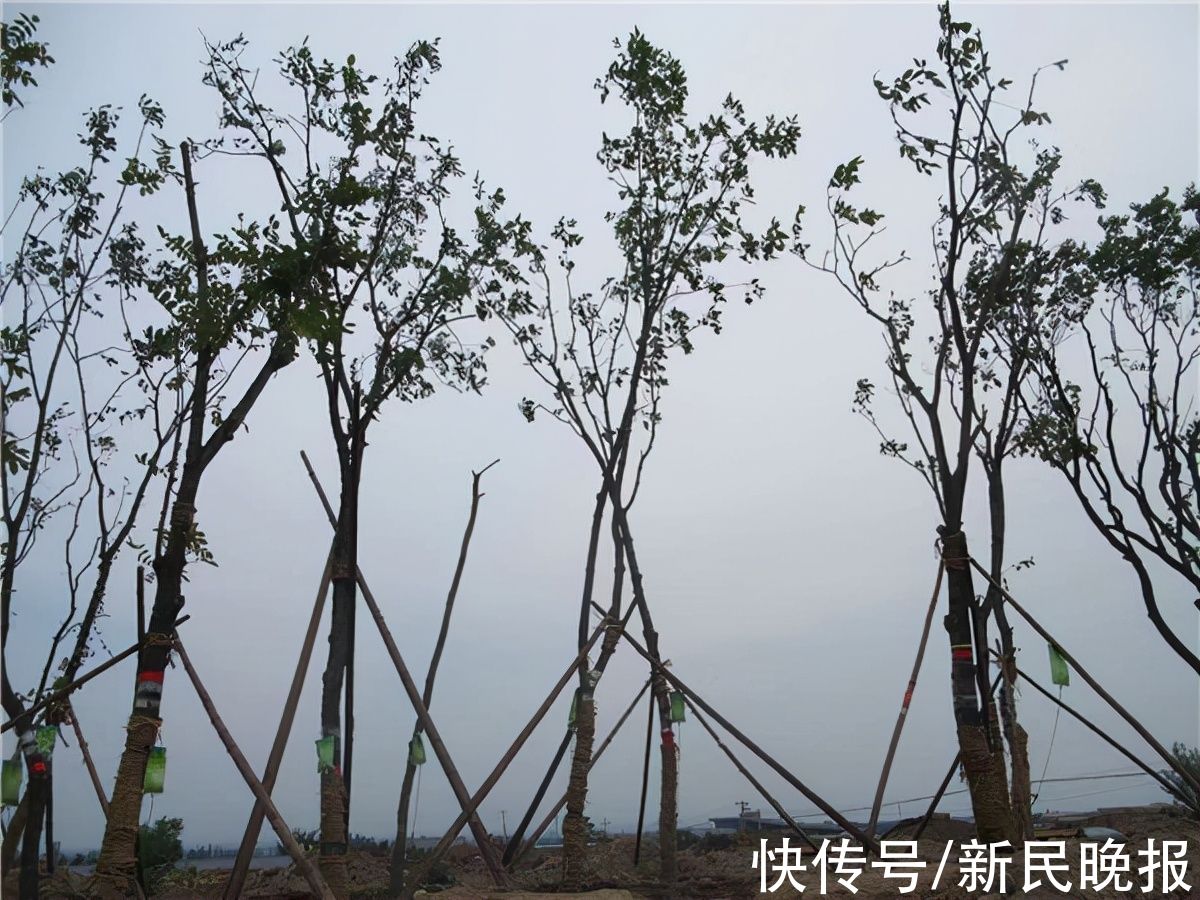 冬奥|新冬奥·幕后丨延庆的树，藏着北京冬奥的“绿”