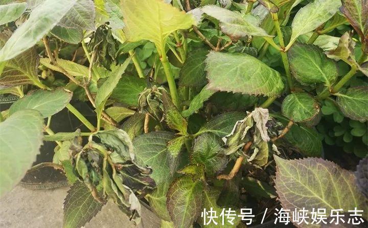 施肥|新手养花不用愁,给你支3招,烂根也能救过来!
