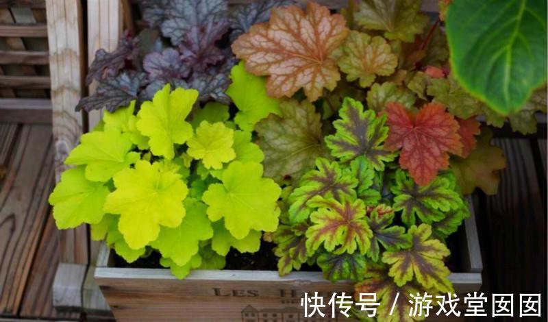 耐寒耐阴又耐湿的观叶植物,没想到比花还好看