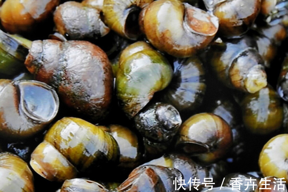 味料|清洗田螺，不要只会放盐，多加一味料，田螺狂吐沙，又快又彻底