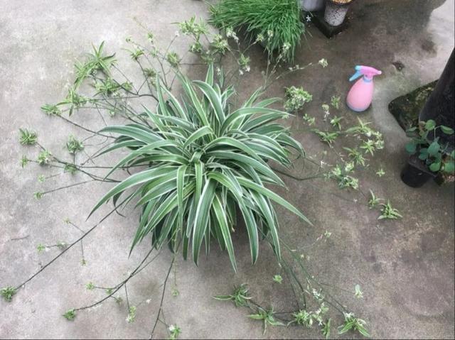 家里养盆虎皮兰，小花盆、挤着养，疯狂开花爆小崽！