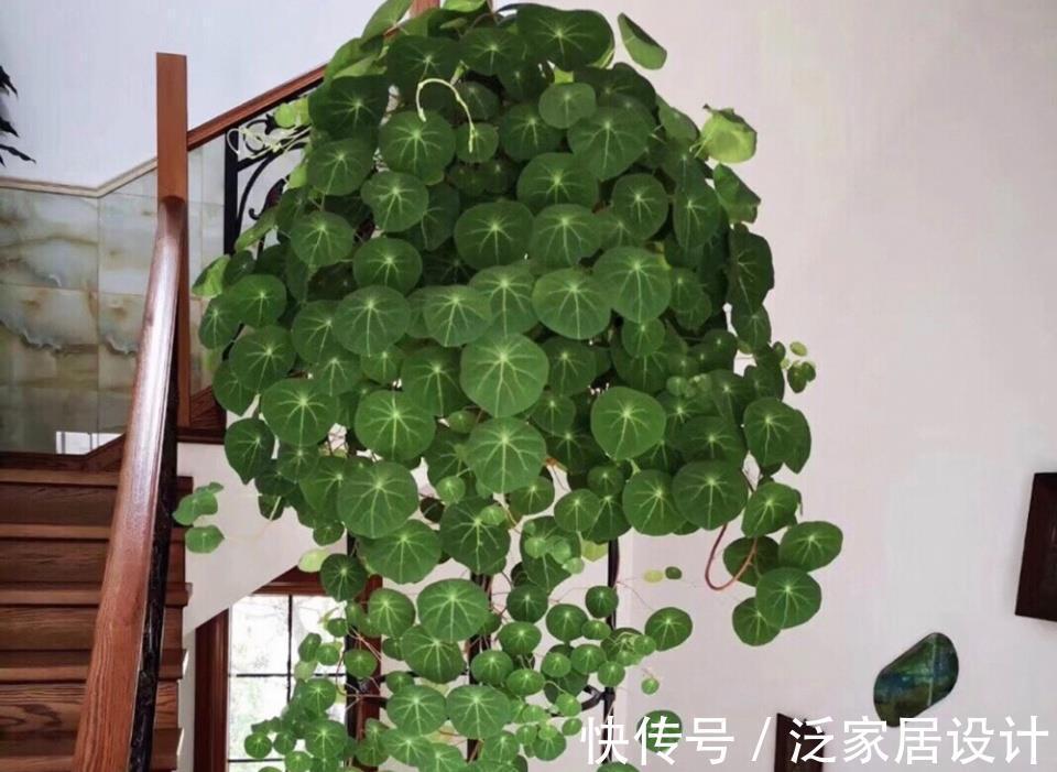 块根|一盆“山乌龟”，叶子像铜钱，丢在花盆里，能活一百年