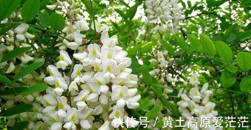 痔疮|天然的“通便剂”,经常吃一点,排出黑臭宿便,远离便秘和痔疮