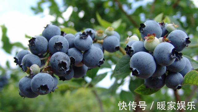 排水性|小盆栽也能养好的6种果子盆栽，想吃水果直接在阳台摘