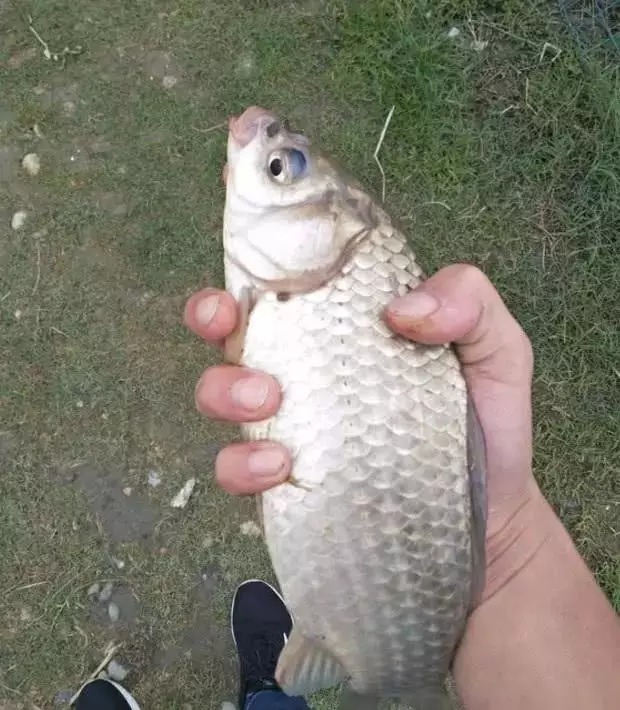 浮漂|冬钓鲫鱼该怎么抓口?把鲫鱼的吃饵方式弄懂,中鱼率就不是问题了