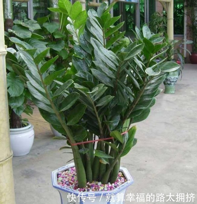 4种花被称“有钱花”，财运、福运滚滚来，不易生病好养护