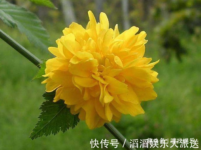 黄为贵|此花花姿优美，花开时满树金黄色的花朵极其耀眼夺目，寓意为高贵