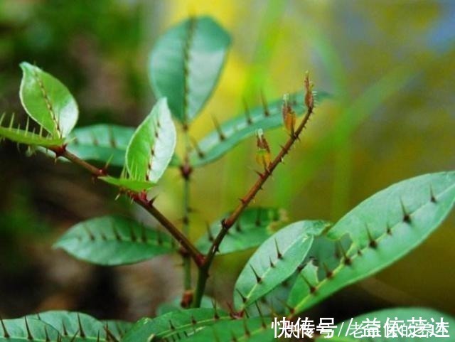 药材|农村一种“树”,全身都是刺,野外挖棵老桩树,能做精美盆景树!