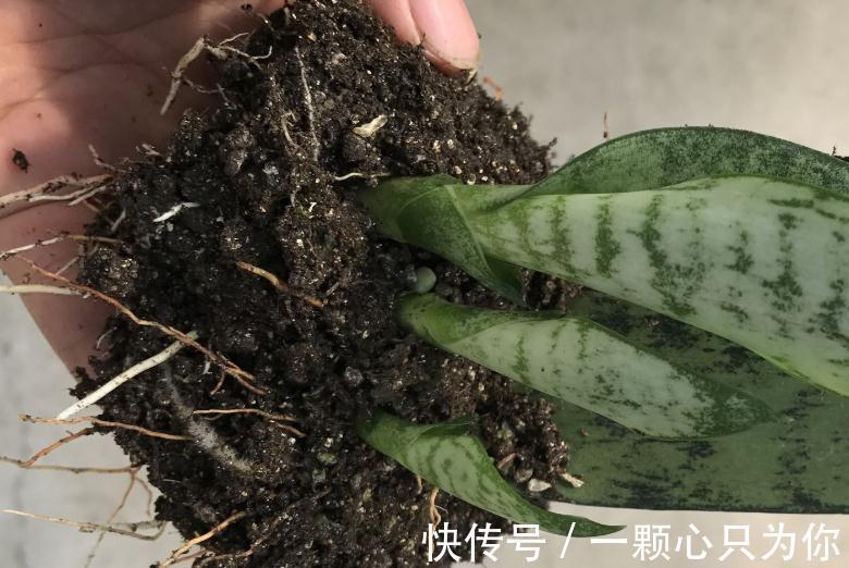 原来花卉还可以这么养,以后再也不用傻傻的去市场买花