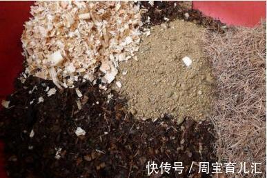 效果|养花换盆的旧土别扔简单2步旧土变新土养花效果嗷嗷的