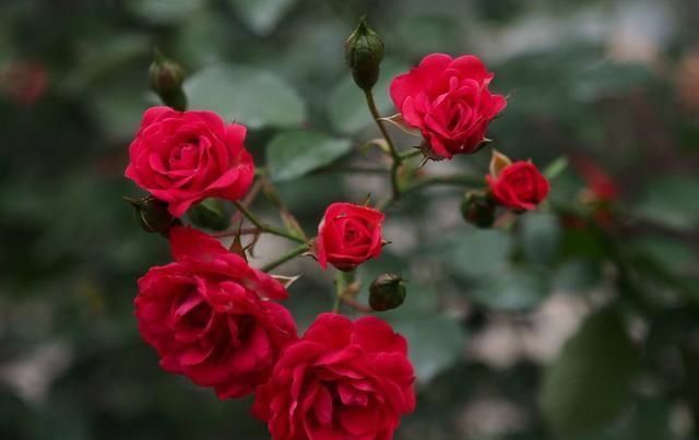 养花就养此3种,耐热耐晒又耐旱,越晒长的越好,开花漂亮能爆盆