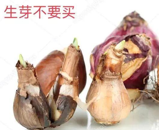 仙客来|想要养好球根花卉,这4点要注意,赶紧学起来,每年都可以开花