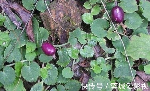 滕蔓|农村一种野果叫“地茄子”，目前稀有，药用价值极高，遇见别踩到