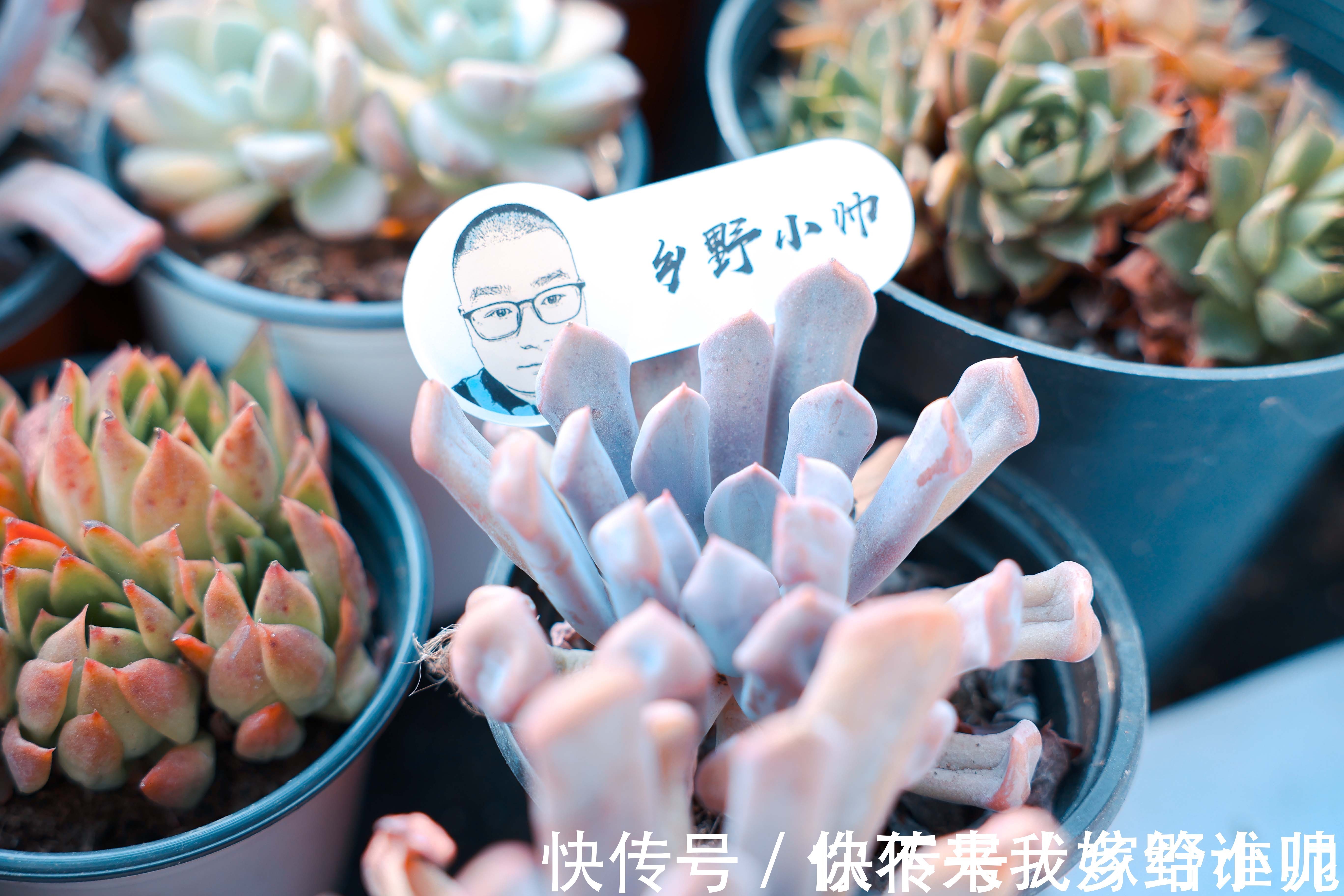 黛比、丘比特,两种长得类似双胞胎的两种多肉,这样养护更漂亮