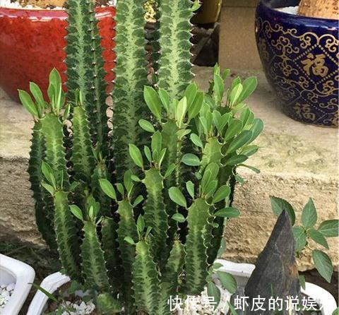 冬天养7种花,“干养”才能活,多灌一杯水,枯萎死翘翘