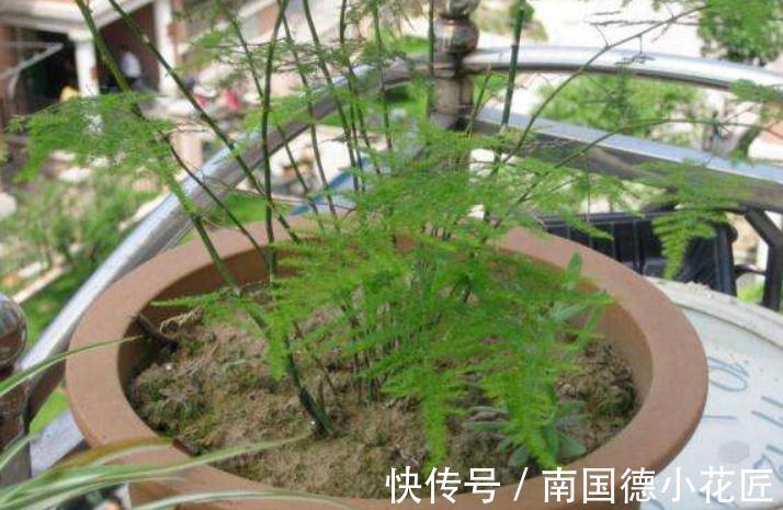 天然|1种很棒的天然生根剂，简单处理，养啥旺啥，却总被当垃圾丢了