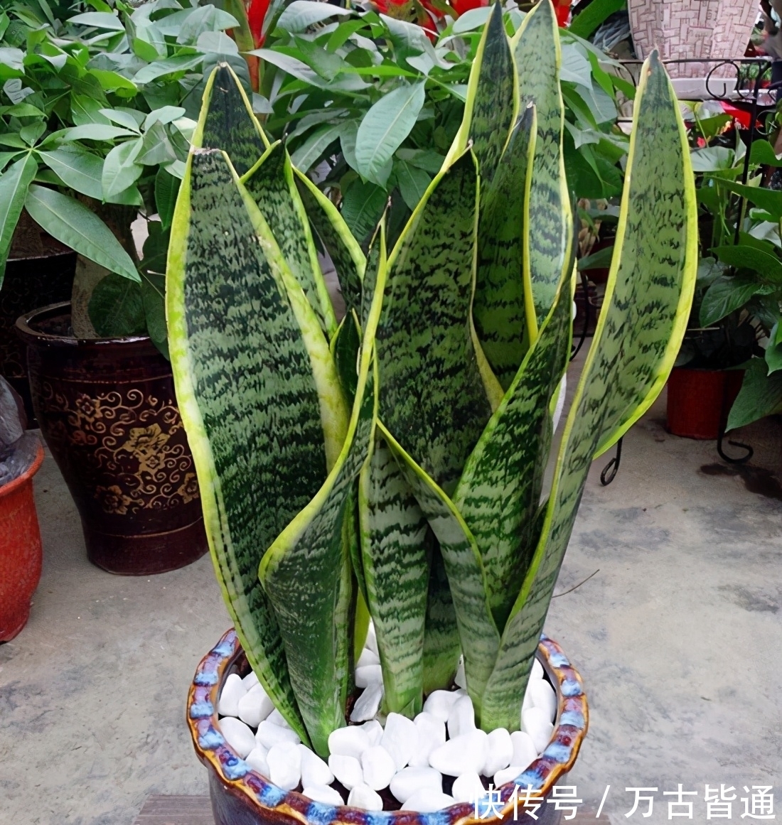 小花|6种省心植物,做到这几点,养好无忧