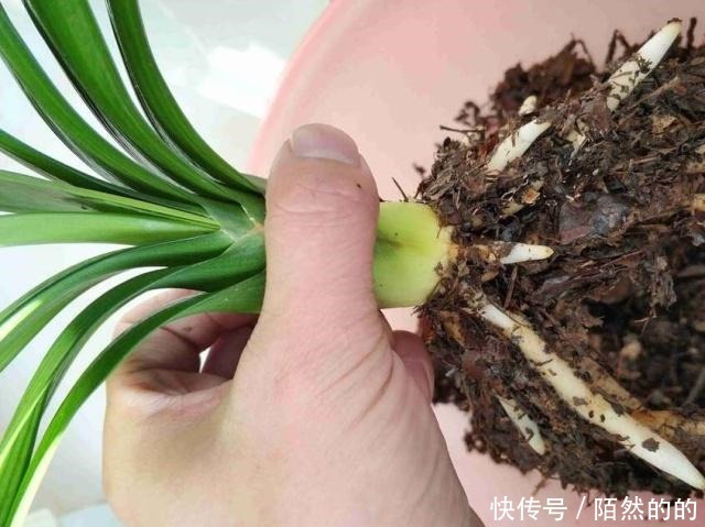 养花先养根,浇灌2种水,根系长的“洁白稠密”,轻松变爆盆!