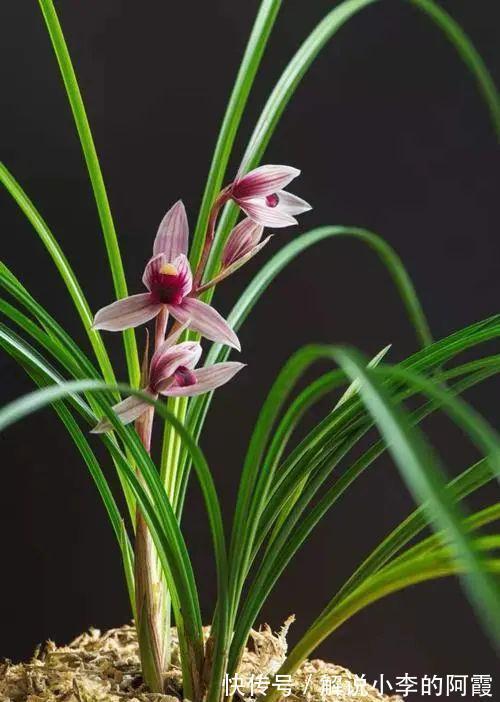 替兰花分株怕伤其根系,采用“不分盆”方法,新手也可轻松驾驭!