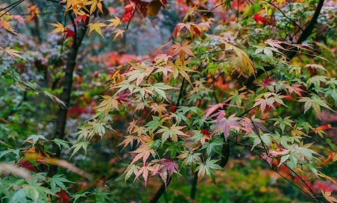  我国当垃圾扔掉的东西,日本却拿来做成天价美食,还吃了150多年