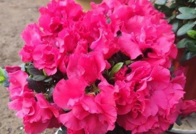 开花最香的5种花,家里养一盆,满屋飘香,养庭院,十里飘香