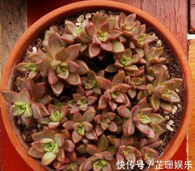 3个小技巧,多肉豆芽苗,一口气变多头群生,最短只要3个月