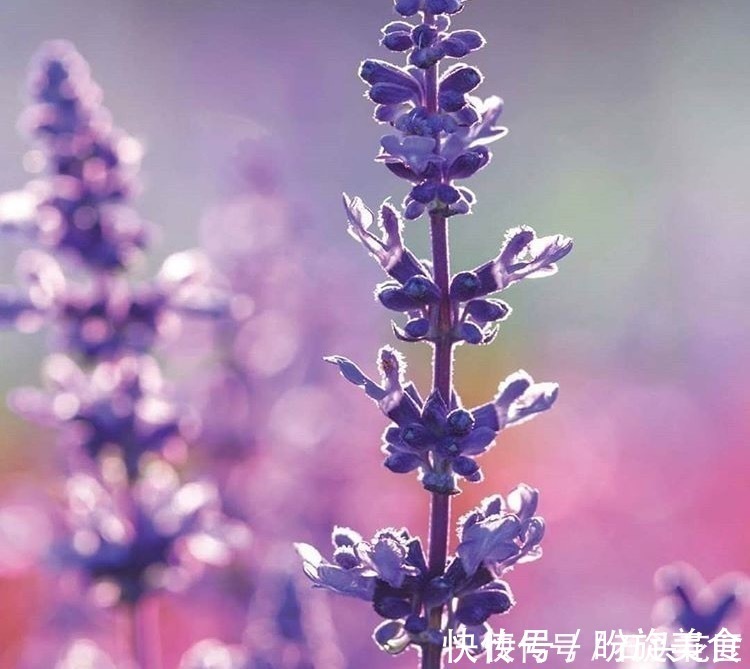 花卉|寓意“紫气东来”的5种花,养在家里“年年”都能开,太赞了