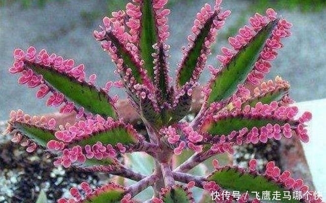 花卉|家里养此款花卉,便宜又好养,不仅花漂亮,还有迷人花香