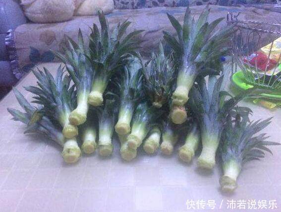 吃完的“菠萝头”不要扔,这样切一刀,扔水里,就能长叶结果
