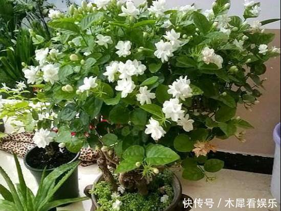 花王|秋天买茉莉，枝头满花苞3点谨慎，别手欠，开成“爆花王”