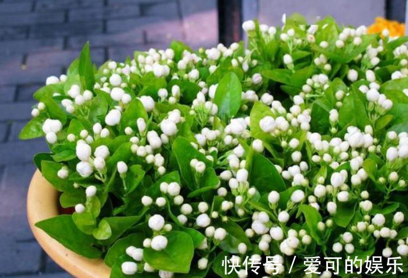 秋冬茉莉花有“3怕”,及时避开安全过冬,来年开花会更多