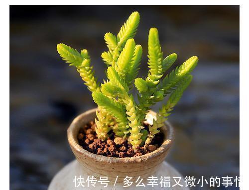 颜值|4种清新喜人的多肉植物，颜值高好养护，适合女生养！