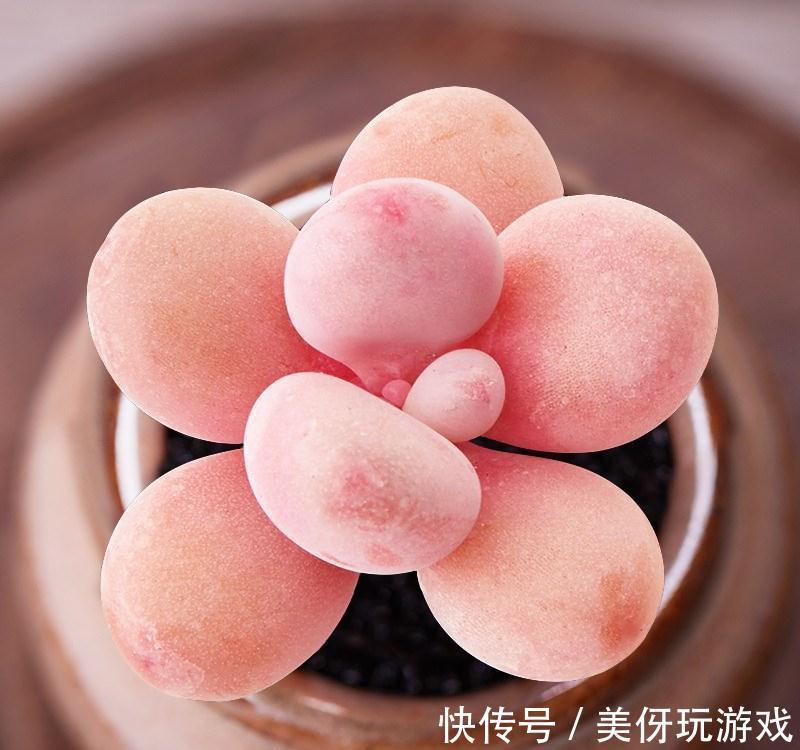 发现邻居大妈的多肉,那叫一个“美”,原来冬季不浇这“5种水”