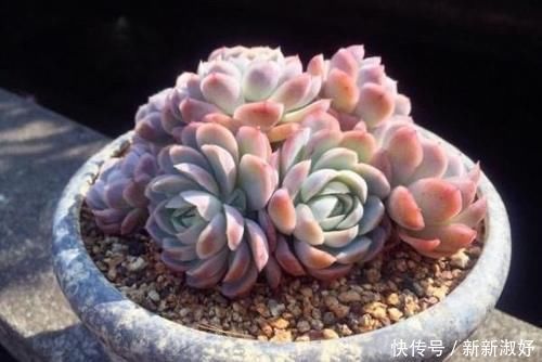 钱串|12款多肉天生就爱凑热闹，爆盆群生是强项，花友：养起来真过瘾