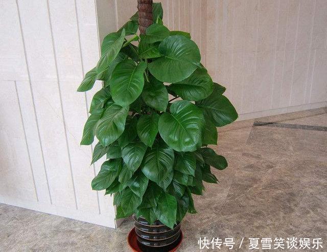 这3种花是“吸氧精”,可别养在卧室,争分夺秒的和你抢氧气