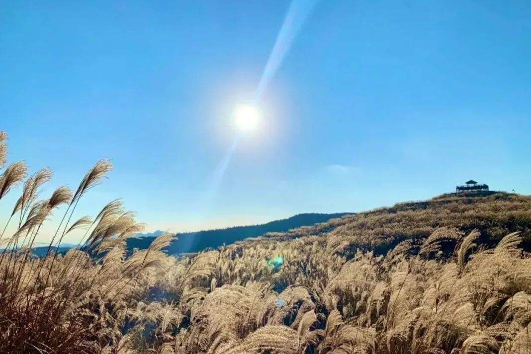 星空|芦花飞“雪”！秋末初冬的限定美景，再不来打卡可就要错过啦！